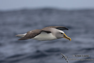 Buller's Albatross 5055.jpg