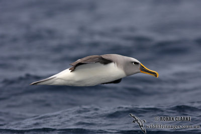 Buller's Albatross 5056.jpg