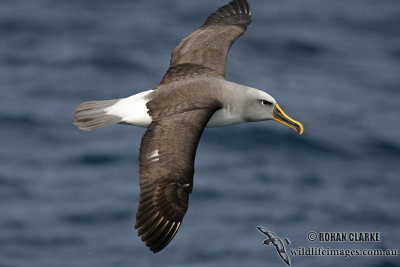 Buller's Albatross 5057.jpg