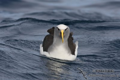 Buller's Albatross 5079.jpg