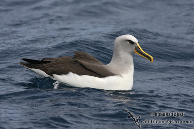 Buller's Albatross 5083.jpg