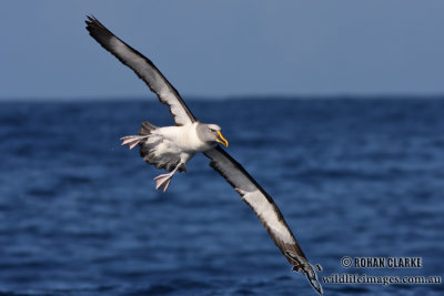 Buller's Albatross 5343.jpg