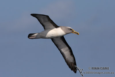 Buller's Albatross 5380.jpg
