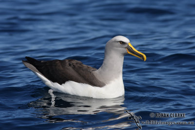 Buller's Albatross 5381.jpg