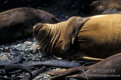 Southern Elephant Seal M575.jpg