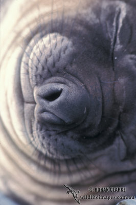 Southern Elephant Seal M634.jpg
