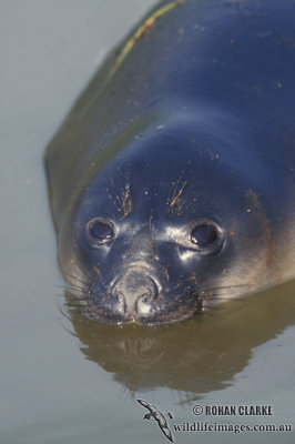 Southern Elephant Seal M650.jpg