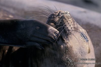 Southern Elephant Seal M677.jpg