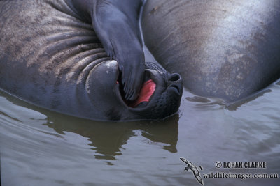 Southern Elephant Seal M678.jpg