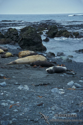 Leopard Seal M556.jpg