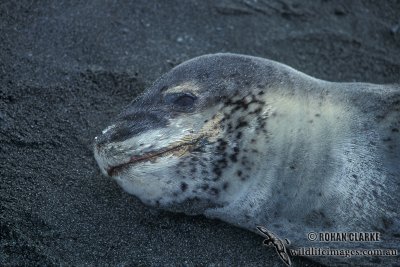 Leopard Seal M561.jpg