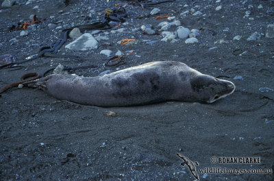 Leopard Seal M564.jpg