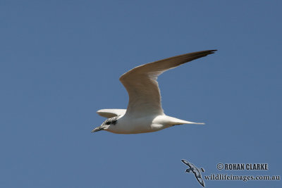 Gull-billed Tern 5492.jpg