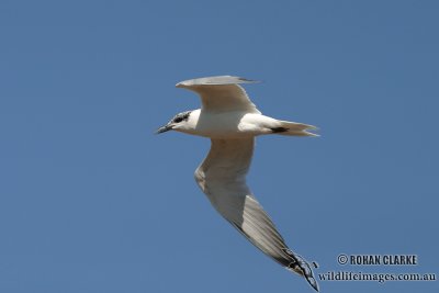 Gull-billed Tern 5493.jpg