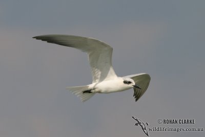 Gull-billed Tern 6362.jpg