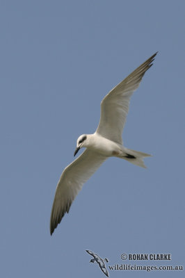 Gull-billed Tern 6367.jpg