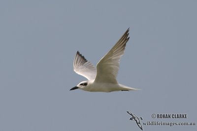 Gull-billed Tern 6370.jpg
