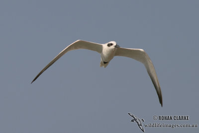 Gull-billed Tern 6411.jpg
