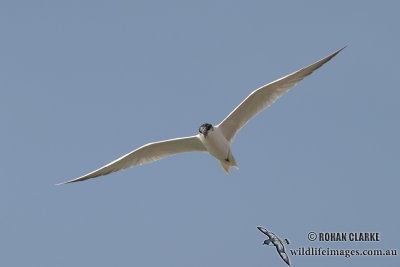 Gull-billed Tern 6419.jpg