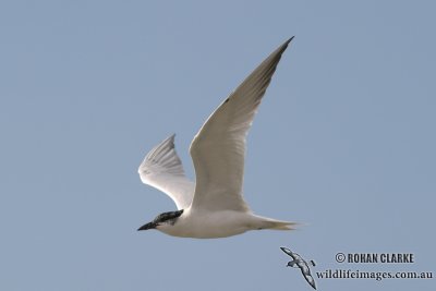 Gull-billed Tern 6432.jpg