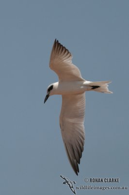 Gull-billed Tern 6564.jpg