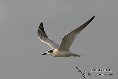 Gull-billed Tern 6615.jpg