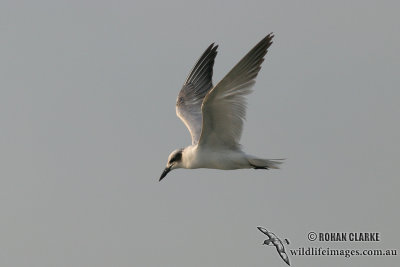Gull-billed Tern 6634.jpg