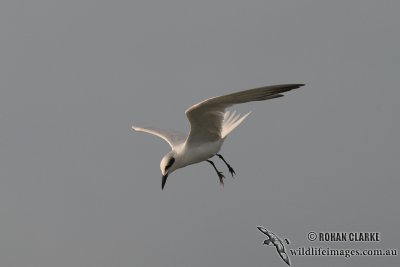 Gull-billed Tern 6646.jpg