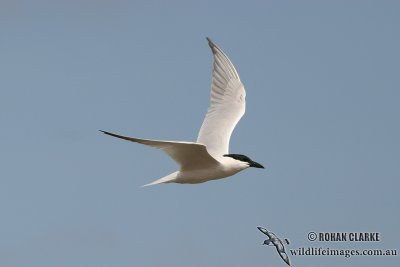 Gull-billed Tern 7228.jpg