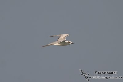 Gull-billed Tern 9955.jpg