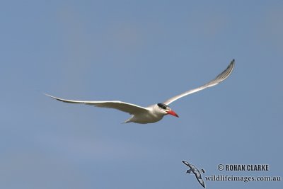 Caspian Tern 1123.jpg