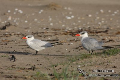 Caspian Tern 4546.jpg