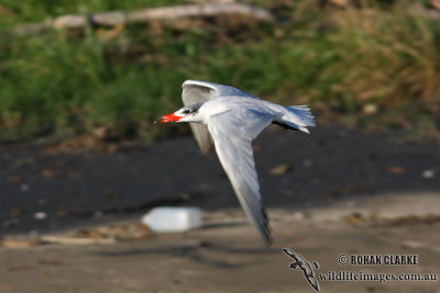 Caspian Tern 4783.jpg