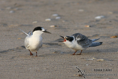 Terns and Noddies