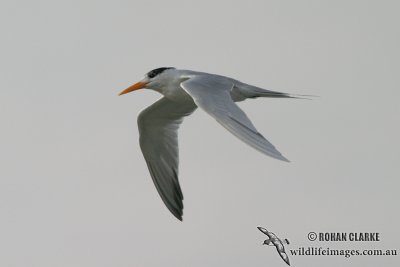 Lesser Crested Tern 6640.jpg