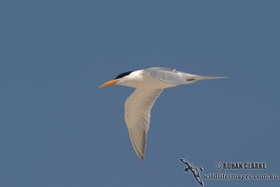 Lesser Crested Tern 8325.jpg