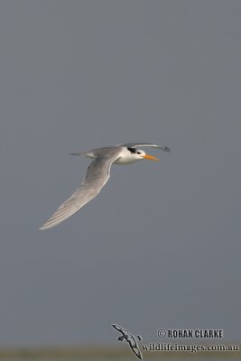 Lesser Crested Tern 9424.jpg