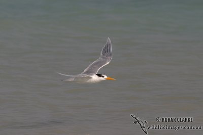Lesser Crested Tern 9428.jpg