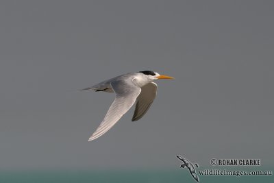 Lesser Crested Tern 9431.jpg