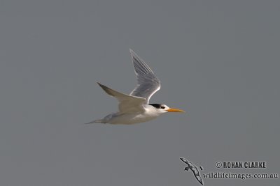 Lesser Crested Tern 9432.jpg