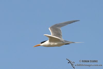 Lesser Crested Tern 9438.jpg