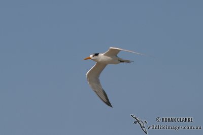 Lesser Crested Tern 9439.jpg