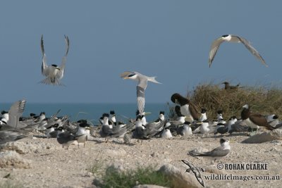 Lesser Crested Tern 9507.jpg