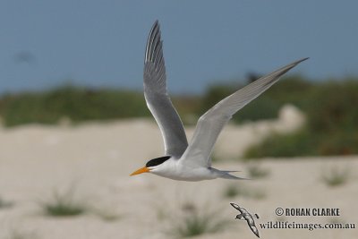 Lesser Crested Tern 9513.jpg