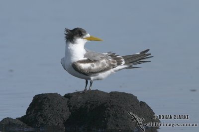 Crested Tern (NZ vagrant)