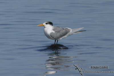 Crested Tern 5053.jpg