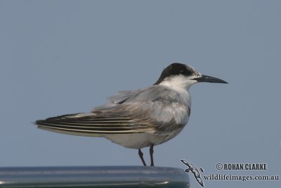Common Tern 0978.jpg