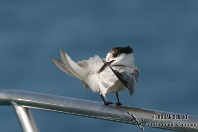 Common Tern 0982.jpg