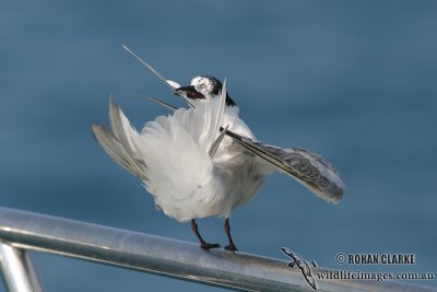 Common Tern 0984.jpg