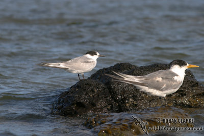 Common Tern 2389.jpg